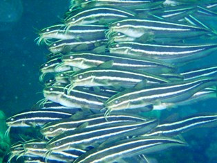 ���󥺥��η���