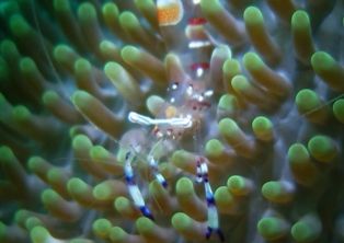 ����ϥ���������㥯