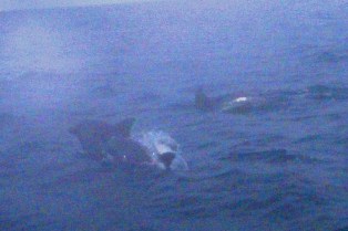 ���륫ȯ��