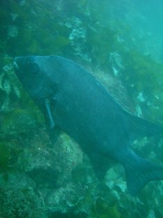 �Ͳ��ä�������������