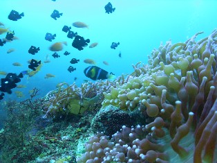 �����ͺ���