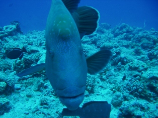 Ķ�ɥ��åס�