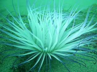 ����������㥯�⤭�줤��