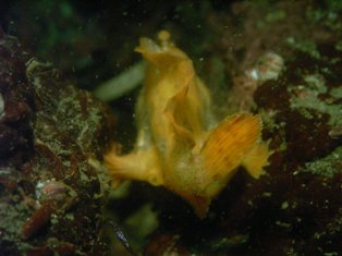 ����Ѥ�͡�