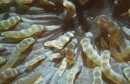 ���ӥ���♡