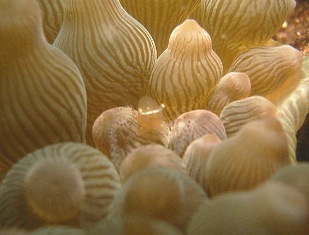 �����ꥤ��������㥯����