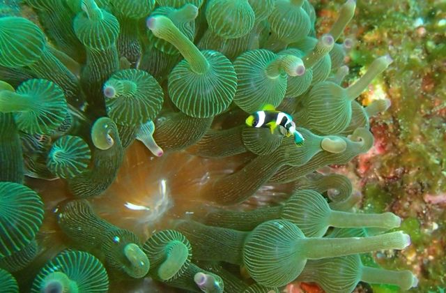 ������ (35)