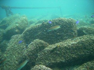 ����Ʀ�����ӥ�