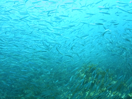 ���ƥ������֡���