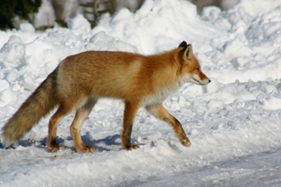 �������ĥͣ�