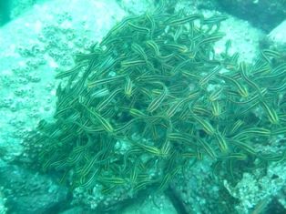 ���ˤϥ��󥺥�����������