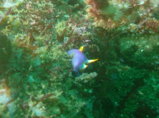 ��饵�����ߥ����祦��