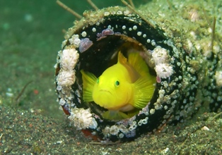 �ߥ���٥˥ϥ�