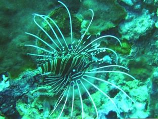 �ߥΥ�����