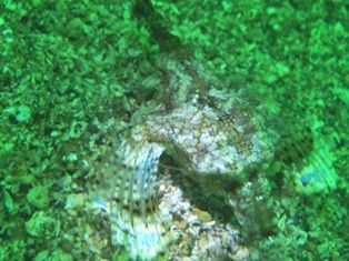 ���ߥƥ���