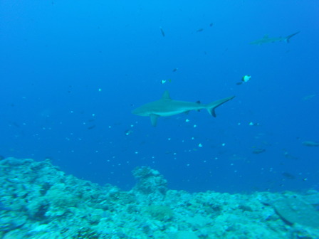 GOPR3744