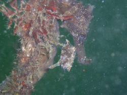 �������ߥ��ޤ�