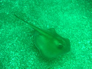 �ҥ饿����