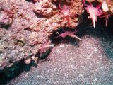 サラサエビ