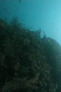 �ǥ��ե��ȣ�