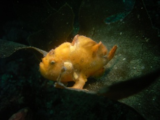 ����ä��Τ����Ӥġ�����