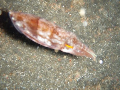 �ҳŤ��륤��