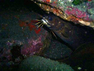 ����������