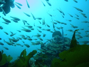 �ӡ�����