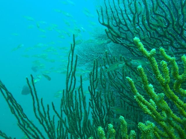 ������ (29)