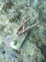 ����ʴ���