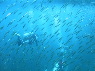 �ޥ��亮�η��췲�������