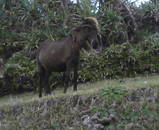 Ϳ����Ϥä�­û����