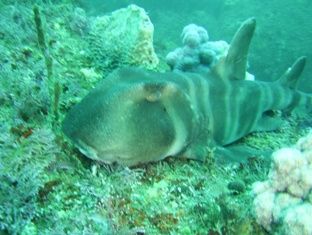 �ͥ�����