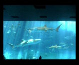水族館の巨大水槽