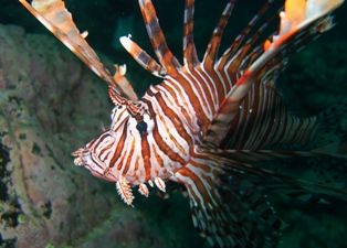 �Ӥä��ꡪ��