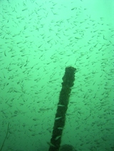 �����ʤ��äѤ�