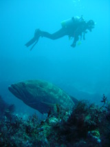 �礭�����