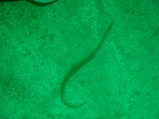 �襦������