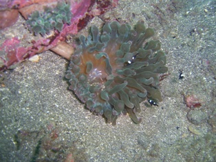 �ߥ˥��奢��������