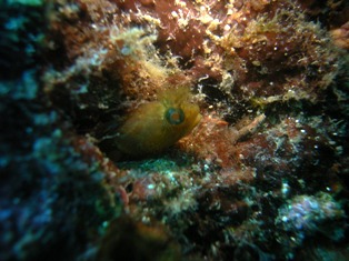 ���饤�����������