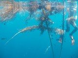 ή�����β��ˤϾ�������