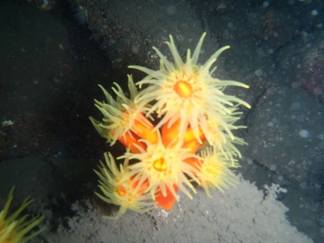 ����ͥǥ����� (5)