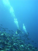 �Ϸ��⤹��������