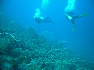 �綽ʳ����