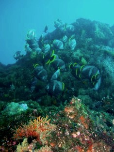 �楦���󷲤�