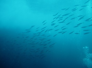 ��������ͤΥ��亮����