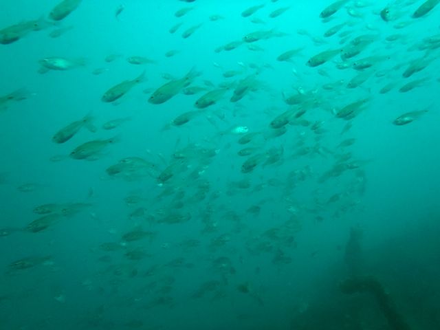 Ʃ�����ɤ���