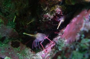 ���饵����