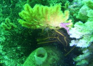 ����ȥޥ󡦥ڥ�