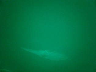 �����ꥤ��